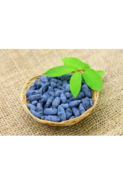 Жимолость їстівна (камчатська) Індіго Джем